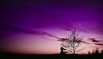 Mr.Tau_and_The_Tree-by_TJ